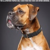 image:imageLeather Dog Collar Padded Soft Interiors Premium Vintage Look HandcraftedBlack