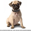 image:imageLeather Dog Collar Padded Soft Interiors Premium Vintage Look HandcraftedBlack