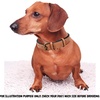 image:imageLeather Dog Collar Padded Soft Interiors Premium Vintage Look HandcraftedCognac