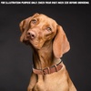 image:imageLeather Dog Collar Padded Soft Interiors Premium Vintage Look HandcraftedCognac