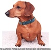 image:imageLeather Dog Collar Padded Soft Interiors Premium Vintage Look HandcraftedOcean Blue