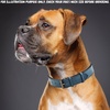 image:imageLeather Dog Collar Padded Soft Interiors Premium Vintage Look HandcraftedOcean Blue