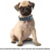 image:imageLeather Dog Collar Padded Soft Interiors Premium Vintage Look HandcraftedOcean Blue