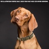 image:imageLeather Dog Collar Padded Soft Interiors Premium Vintage Look HandcraftedOlive
