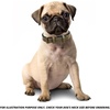 image:imageLeather Dog Collar Padded Soft Interiors Premium Vintage Look HandcraftedOlive