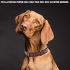 image:imageLeather Dog Collar Padded Soft Interiors Premium Vintage Look HandcraftedOxblood