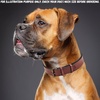 image:imageLeather Dog Collar Padded Soft Interiors Premium Vintage Look HandcraftedOxblood