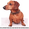 image:imageLeather Dog Collar Padded Soft Interiors Premium Vintage Look HandcraftedOxblood